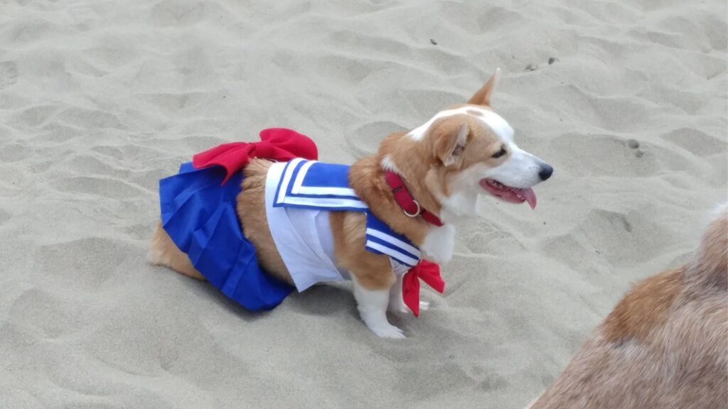 Corgi Con