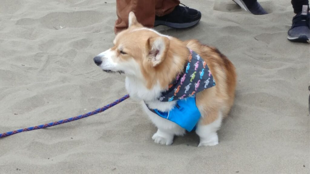 Corgi Con